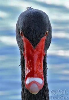 Swan Up Close